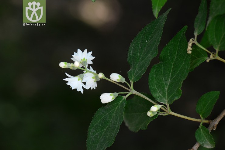 齿叶溲疏(deutzia crenata'pride of rochester(8.