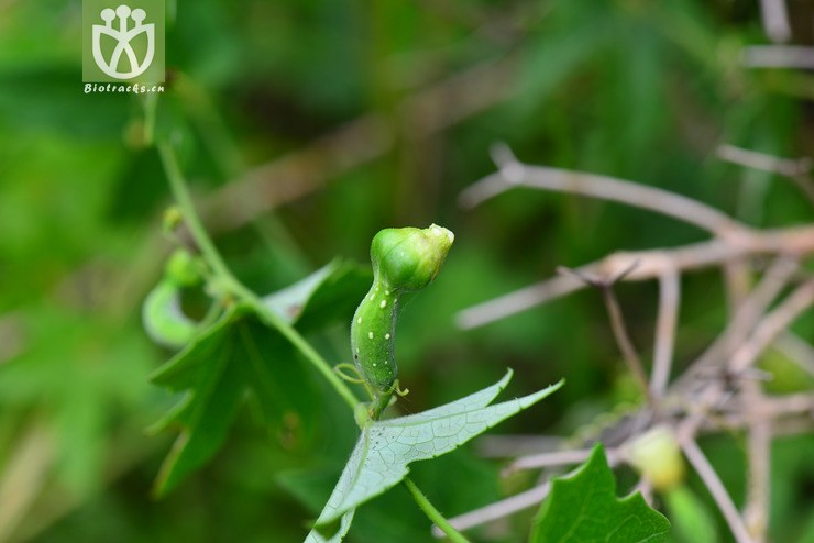 茅瓜(solena amplexicaulis(4.jpg 相邻时间拍摄的照片 张