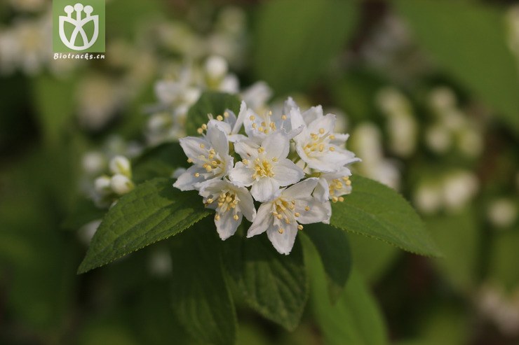 异色溲疏(deutzia discolor(18.jpg 相邻时间拍摄的照片 张