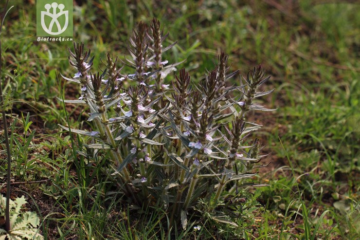 线叶筋骨草(ajuga linearifolia) (2).