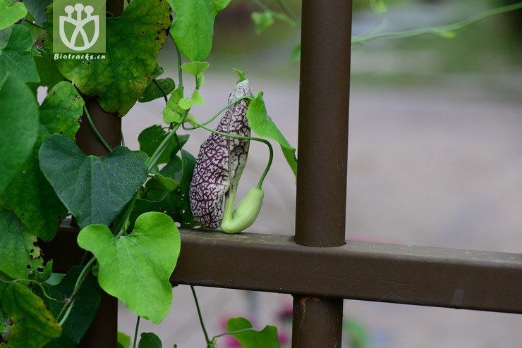 美丽马兜铃(aristolochia elegans) (5).