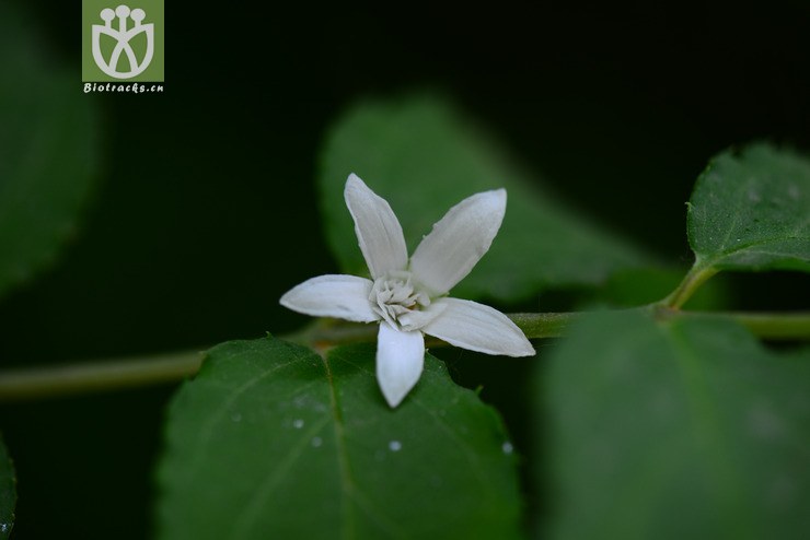 齿叶溲疏(deutzia crenata'pride of rochester(9.