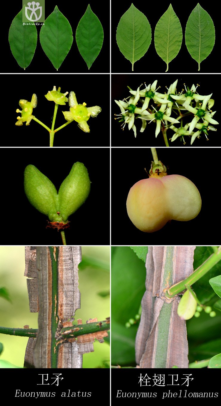 栓翅卫矛(euonymus phellomanus) (27).