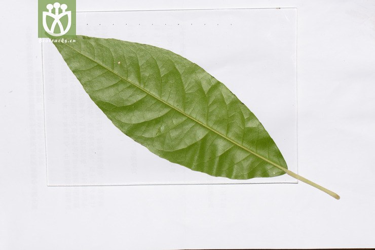 光叶巴豆(croton laevigatus) (18).