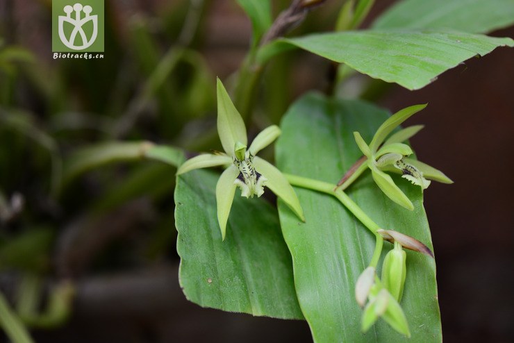 短瓣贝母兰(coelogyne brachyptera) (2).