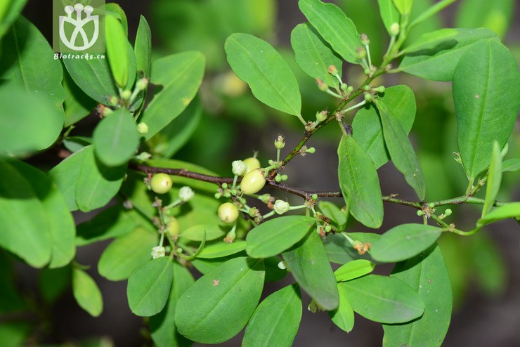 古柯(erythroxylum novogranatense(0.