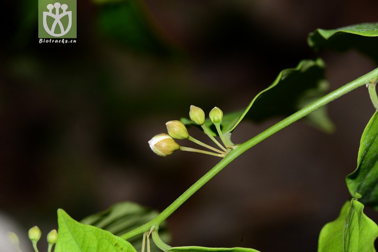 野香橼花(capparis bodinieri) (2).