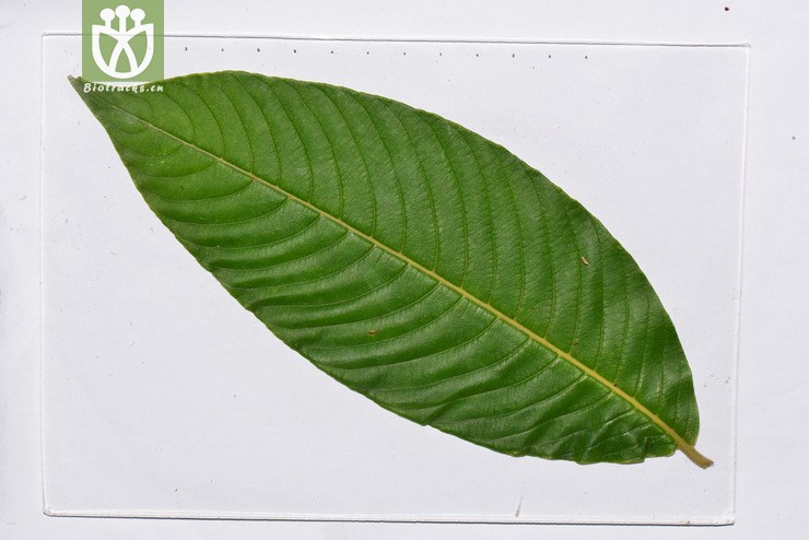 千果榄仁(terminalia myriocarpa) (5).