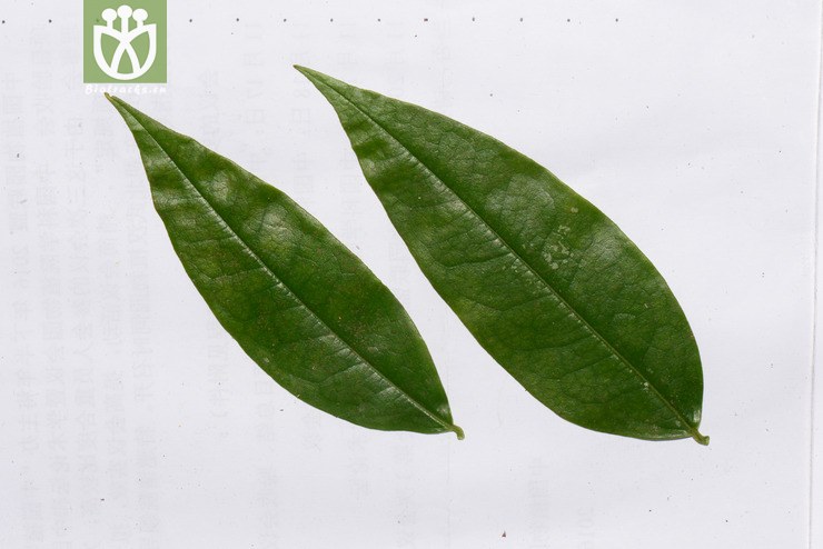 铁青树属(olax) (10).jpg 相邻时间拍摄的照片    31张