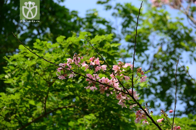 爪哇决明(cassia javanica(2.jpg 相邻时间拍摄的照片 张