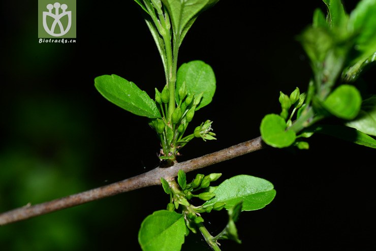 薄叶鼠李(rhamnus leptophylla(1.jpg 相邻时间拍摄的照片 张