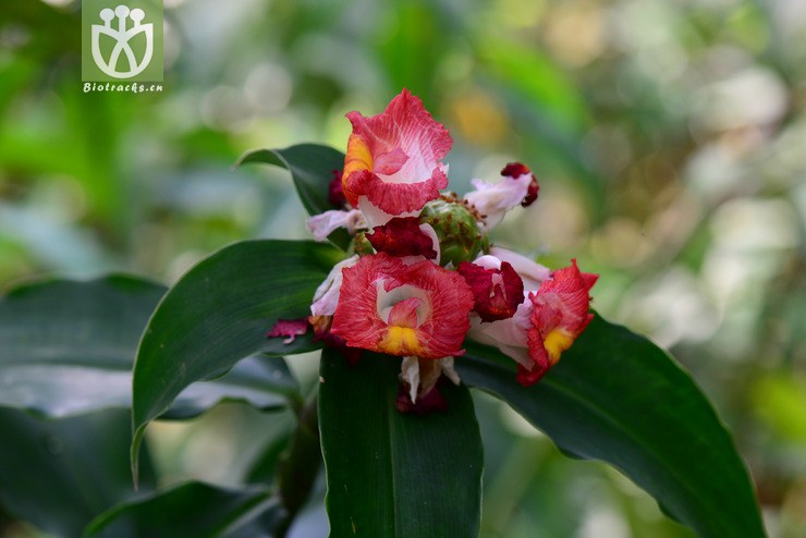 非洲彩旗闭鞘姜(costus lucanusianus) (4).