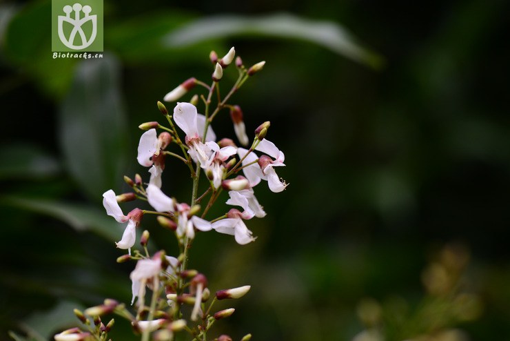 边荚鱼藤(derris marginata(23.jpg 相邻时间拍摄的照片 张