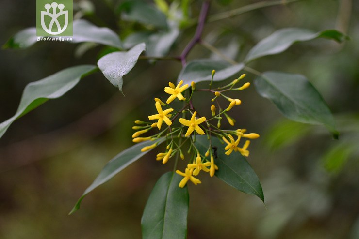 滇素馨(jasminum subhumile(0.jpg 相邻时间拍摄的照片 张