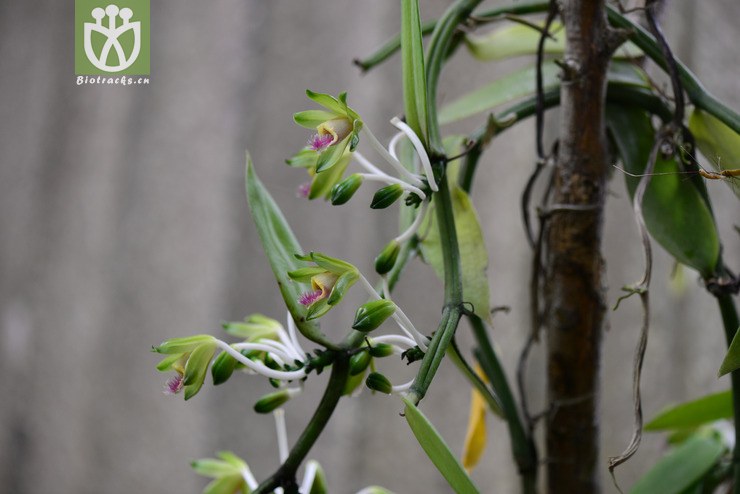 香荚兰属(vanilla) (1).jpg 相邻时间拍摄的照片 31张