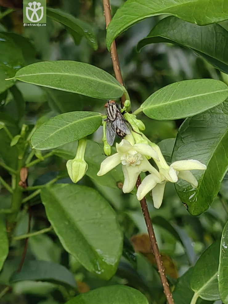图片信息Kingdonia植物云数据