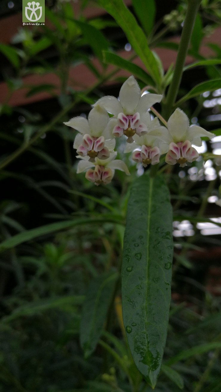 gomphocarpus physocarpus (10).jpg 相邻时间拍摄的照片      张