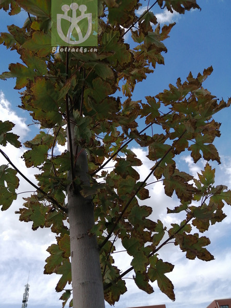 Platanus vitifolia