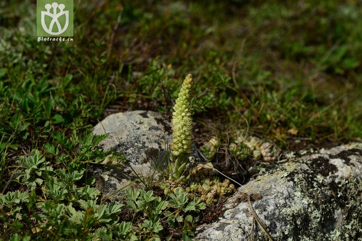 dsc_3346_黄花瓦松(orostachys spinosa.