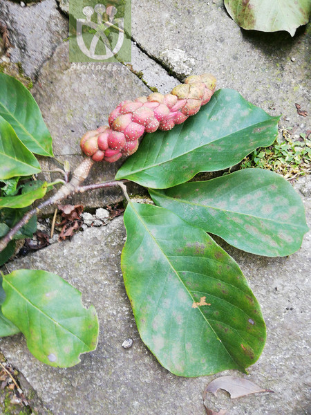 Magnolia elongata