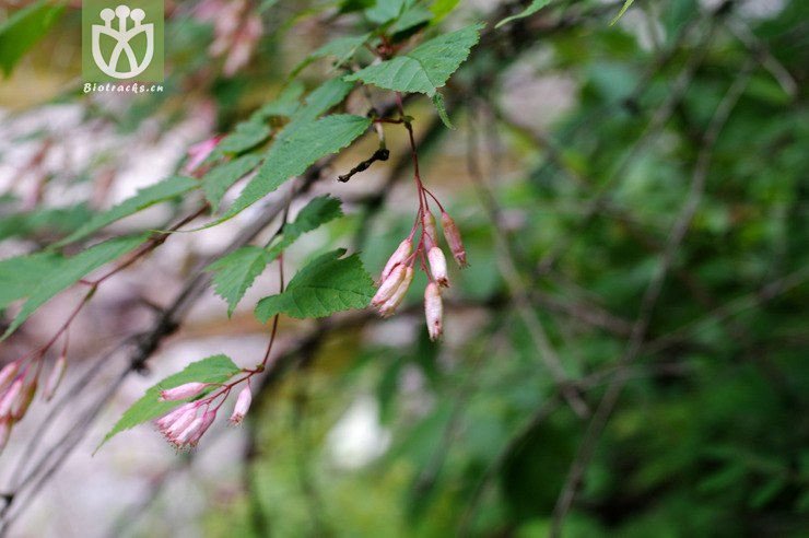 neillia sinensis 中华绣线梅 imgp6123.