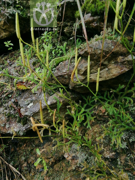 Lycopodium divaricatum