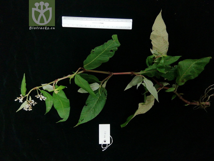 Polygonum lapathifolium var. salicifolium
