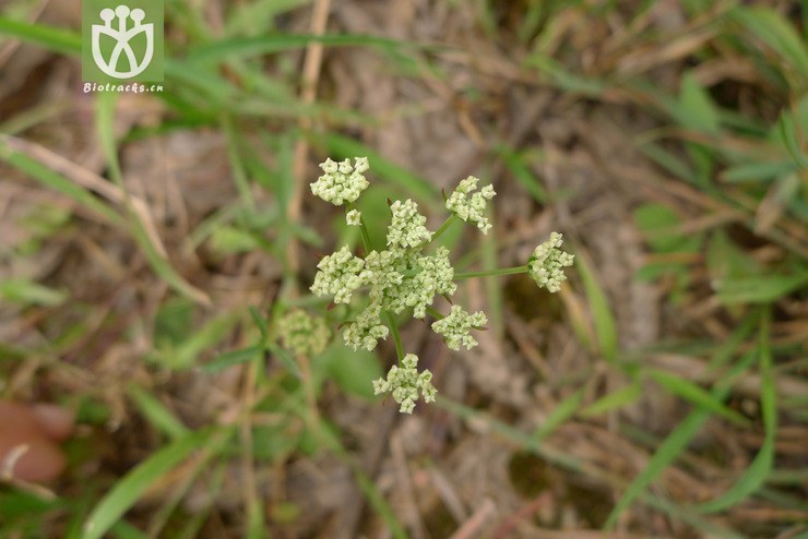 100% 杏叶茴芹(pimpinella candolleana wight et arn.).