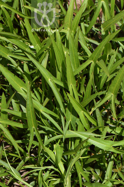 Sagittaria trifolia var. angustifolia