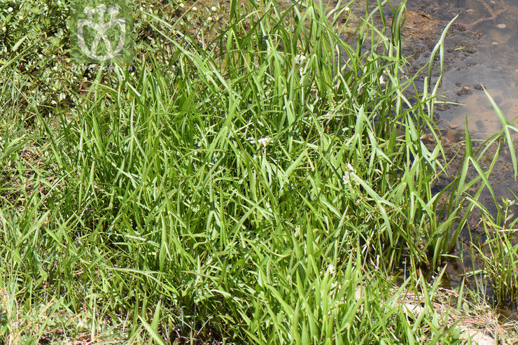 Sagittaria latifolia