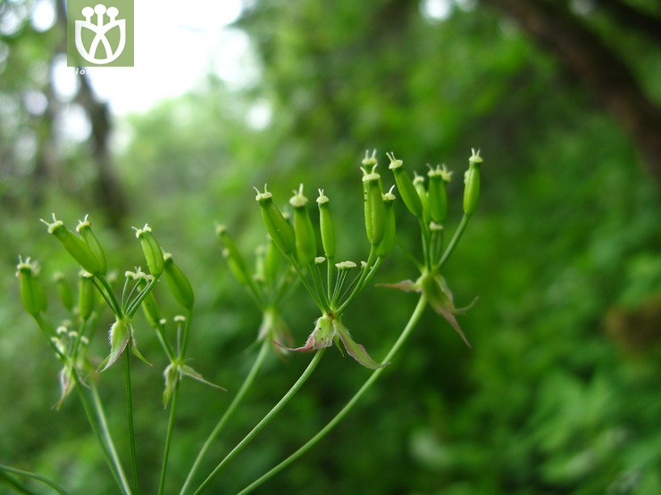 伞形科(umbelliferae)img_8345(6.jpg 相邻时间拍摄的照片 张