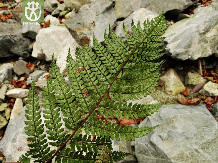 djy04961_黑鳞耳蕨(polystichum makinoi(6.