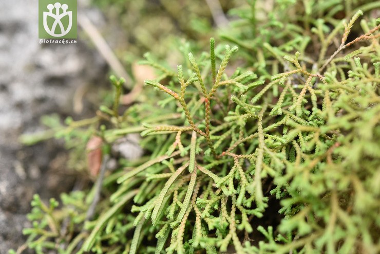 selaginella sanguinolenta-红枝卷柏-zhang liang 1821 (8).