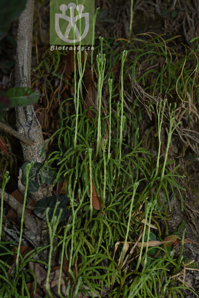 Lycopodium yueshanense