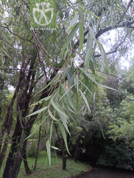 Salix subfragilis