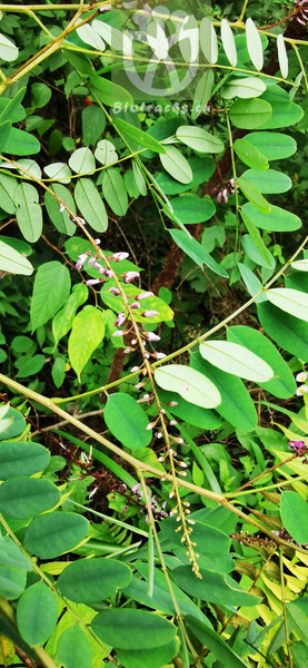 Syzygium buxifolium