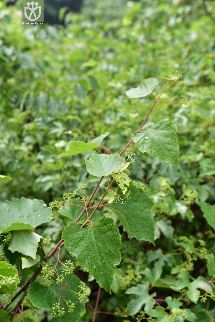 ampelopsis humulifolia 葎叶蛇葡萄zsc_6581 (1).