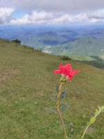 杜鹃记录影像