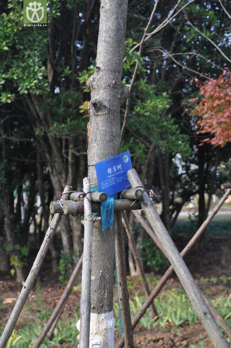 图片信息-kingdonia-植物云数据