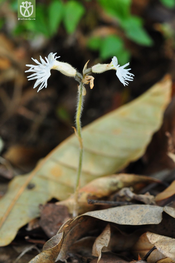 大花叉柱兰(cheirostylis griffithii(3.