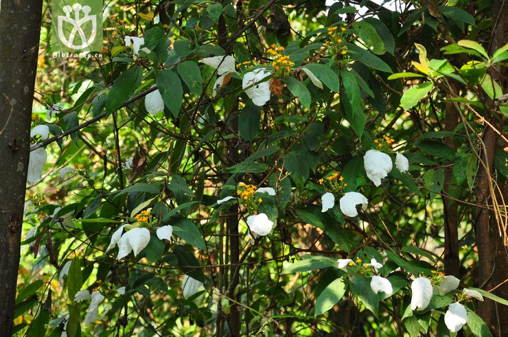 红毛玉叶金花(mussaenda hossei) (1).jpg 相邻时间拍摄的照片     张