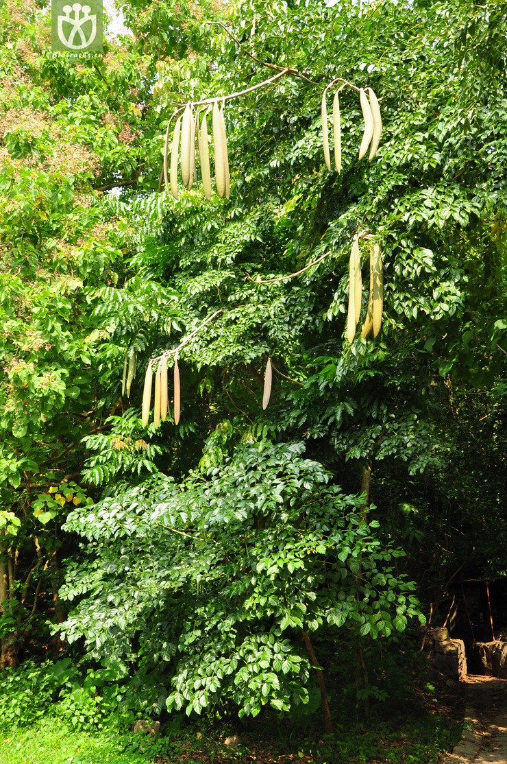 木蝴蝶(oroxylum indicum(3.jpg 相邻时间拍摄的照片 张