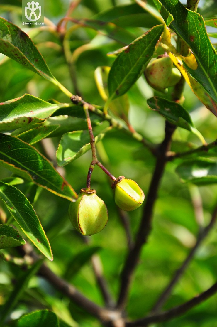 冬青衛矛(euonymus japonicus) (13).jpg 相鄰時間拍攝的照片 張