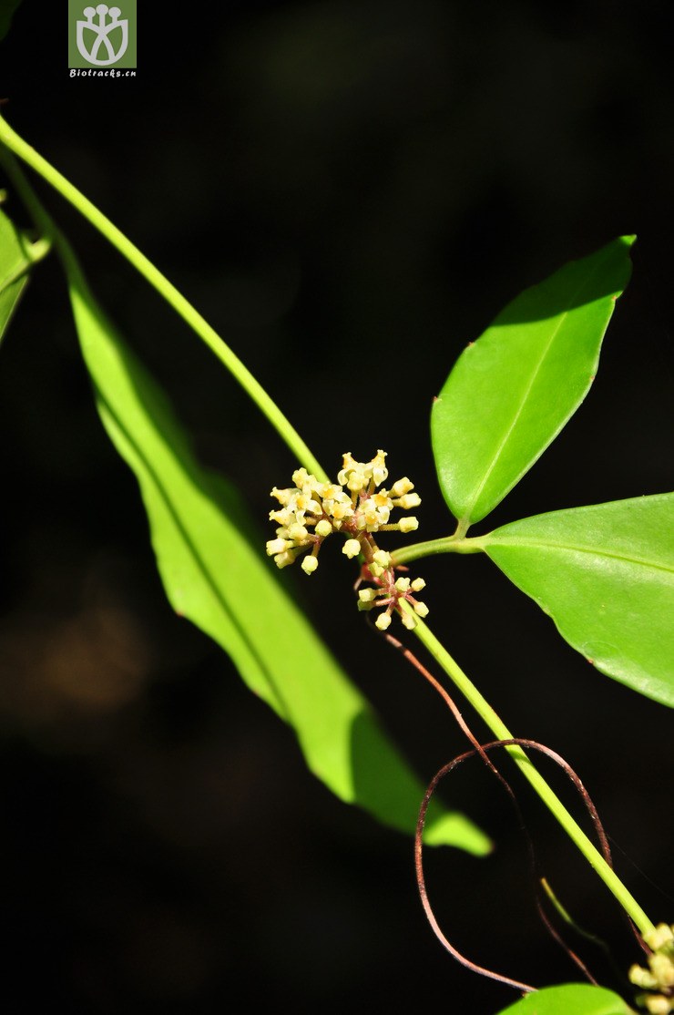 图片信息-kingdonia-植物云数据