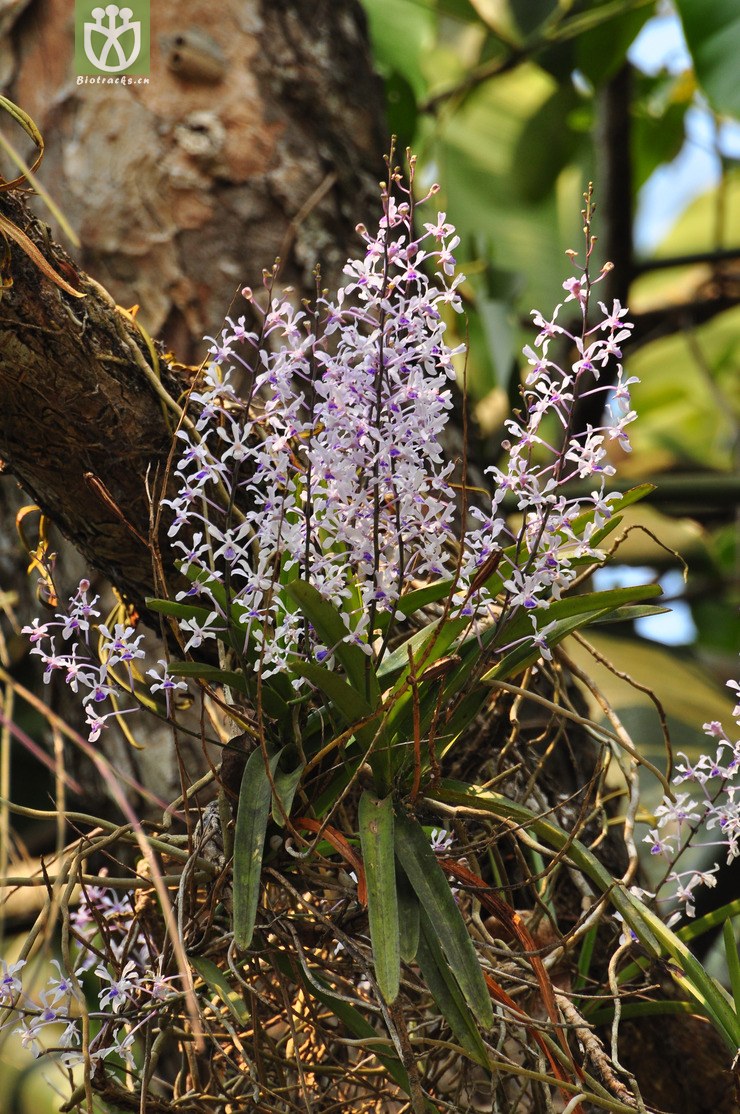 小蓝万代兰(vanda coerulescens) (5)