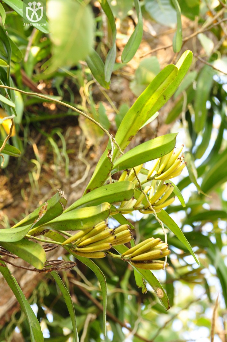 多花脆兰(acampe rigida) (1).jpg 相邻时间拍摄的照片     张