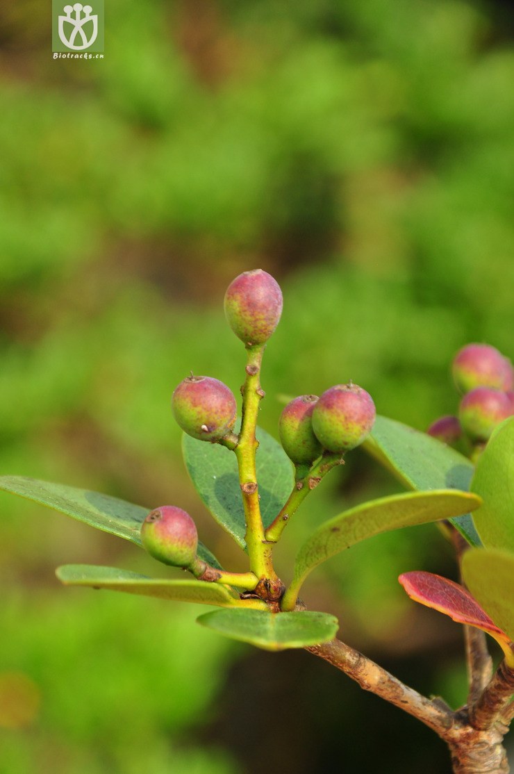 厚叶石斑木(rhaphiolepis umbellata) (1).