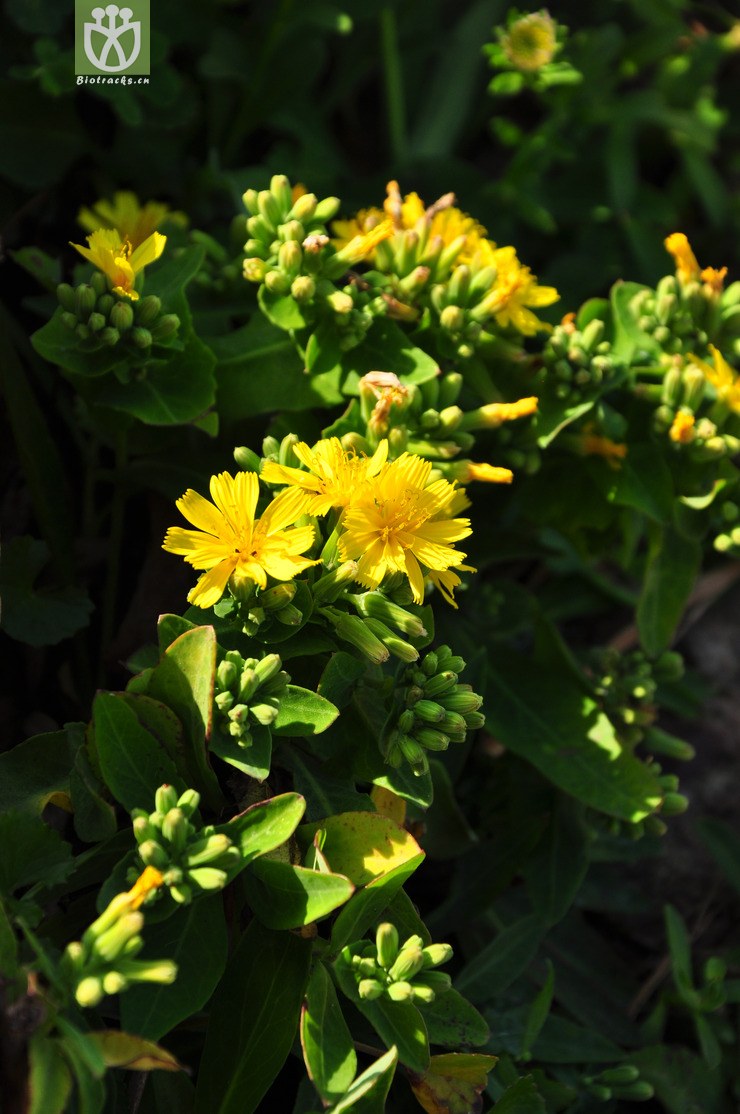 假还阳参(crepidiastrum lanceolatum) (13).