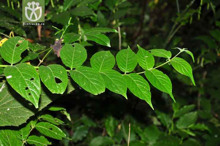 图片信息-kingdonia-植物云数据