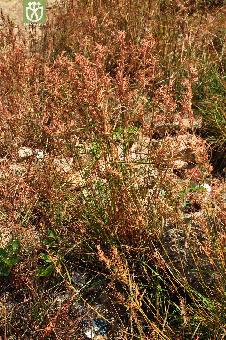 橘草(cymbopogon goeringii) (2).jpg 相邻时间拍摄的照片      张